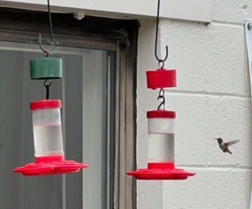 Do hummingbirds care what's in their nectar? screenshot