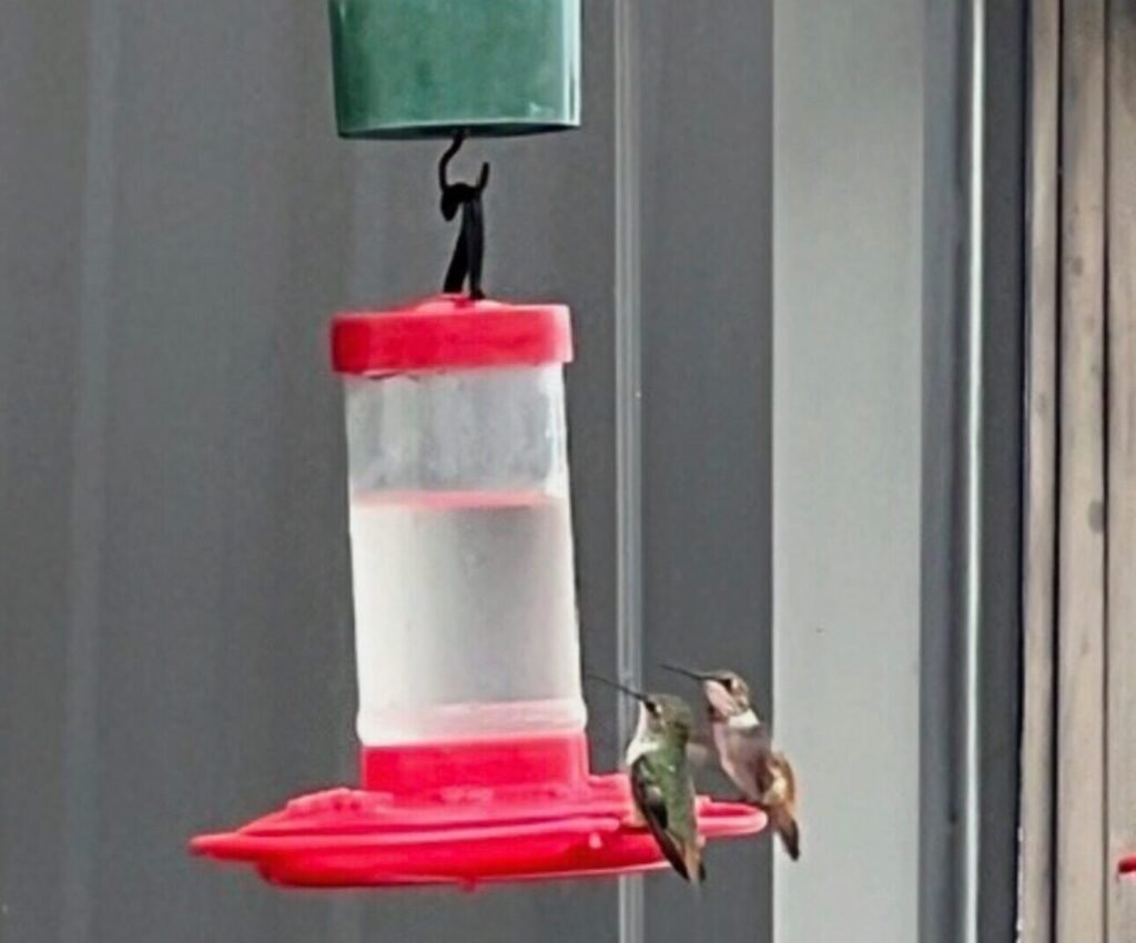 Do hummingbirds care what's in their nectar? screenshot