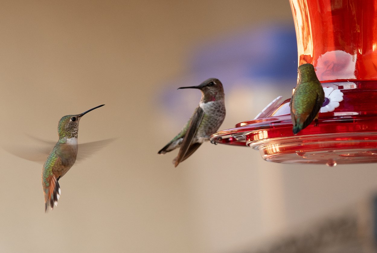 hummingbird