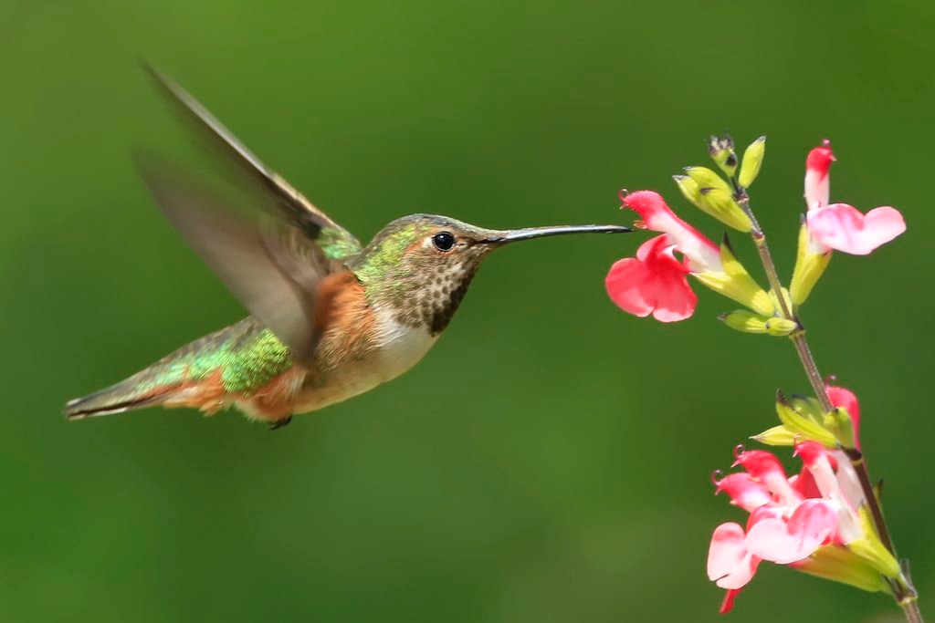 Do hummingbirds care what's in their nectar? allen's hummingbird