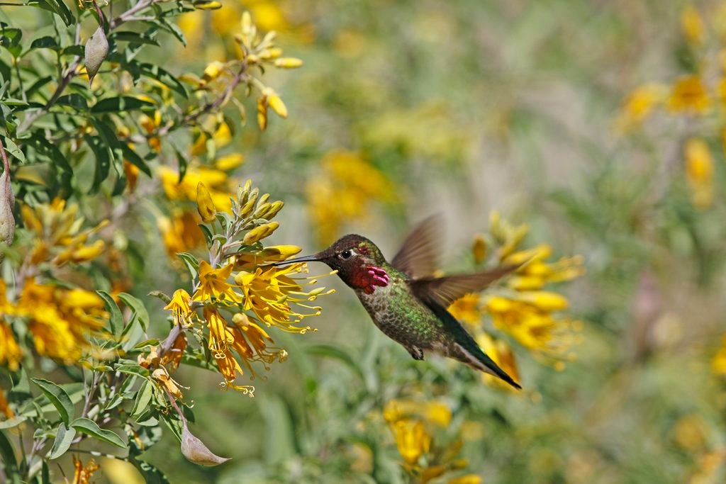 Do hummingbirds care what's in their nectar? anna's hummingbird