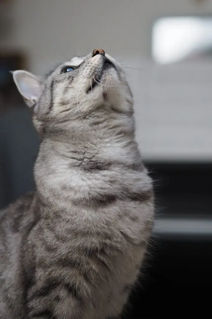 Close-up portrait of a tabby cat gazing upwards with curiosity indoors.